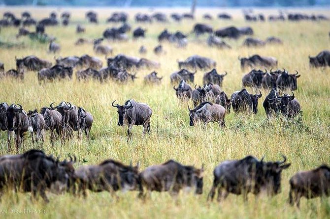 2 Days Masai Mara Private Safari From Nairobi - Day 1: Nairobi to the Mara, lunch, then an afternoon drive