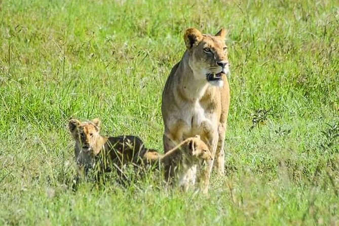 2 Days safari of Masai Mara - Key highlights you will feel right away