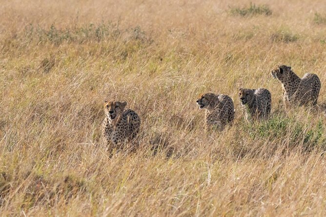 2 Days safari of Masai Mara - Entering the Masai Mara at 6:30 am, without wasting daylight