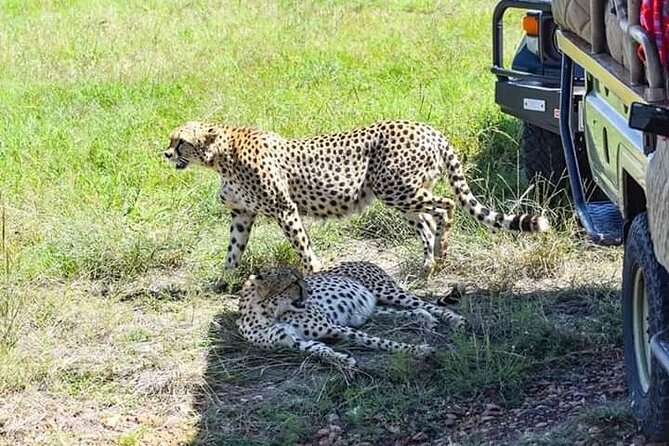 2 Days safari of Masai Mara - Mara Springs tented camp, what comfort looks like here