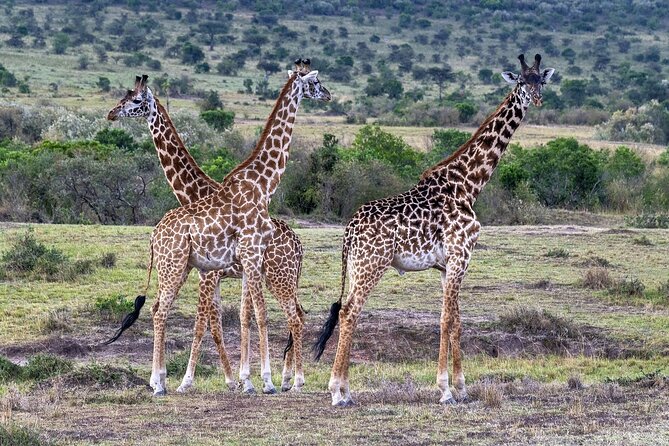 2 Days safari of Masai Mara - Private guiding is where the real value hides