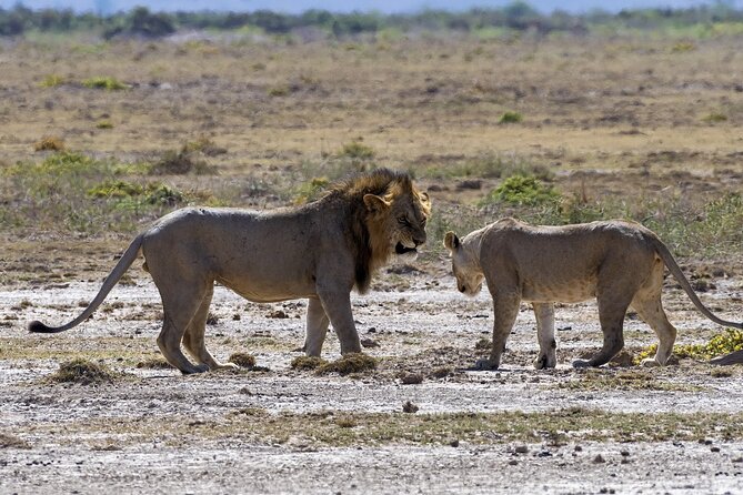 2 Days safari of Masai Mara - Price and value: $598 for a 2-day Mara hit