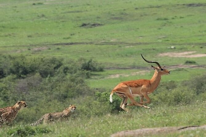 2 Days safari of Masai Mara - Lunch, check-in, and your first afternoon game drive