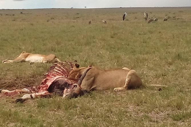 2 Days Safari to Maasai Mara NR - Mid range. - Key Highlights You Should Care About