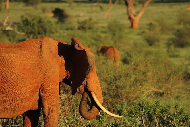 2 Days Safari Tsavo East - Tsavo East, run like a proper safari circuit from Mombasa