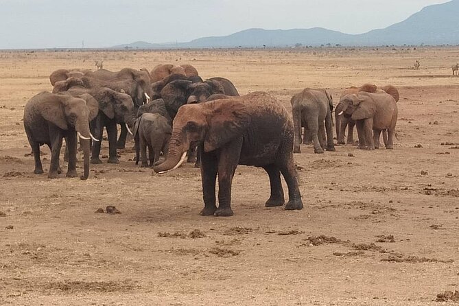2 Days Safari Tsavo East - Day 1 wildlife watching: expect the big cats, but don’t force it