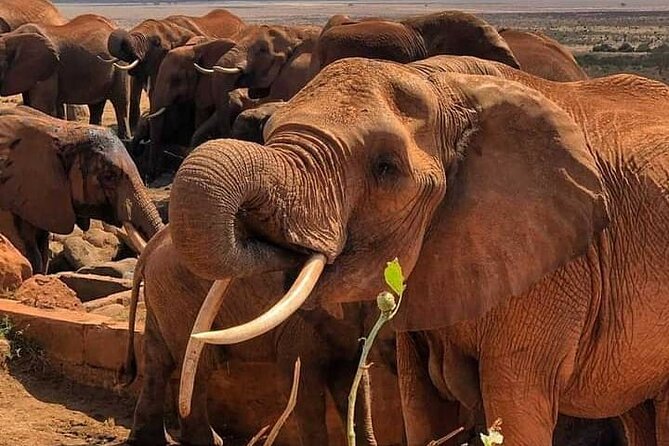 2 Days Safari Tsavo East - Price and value: what $600 per person covers (and what it doesn’t)