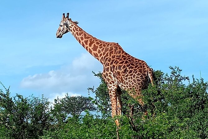 2 Days Safari Tsavo East - Day 1: The long morning drive, Voi Safari Lodge check-in, and the photo hour