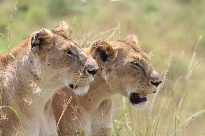 2 Days Salt Lick Safari Tour - Key Highlights You Will Care About