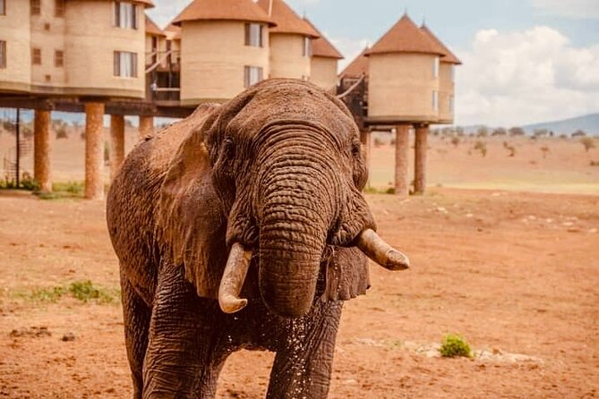 2 Days Salt Lick Safari Tour - 6:30 am Pickup From Mombasa, Then Off to Taita Hills