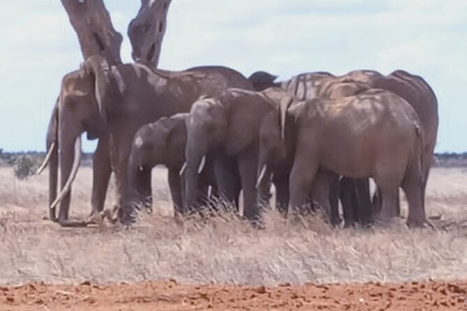 2 Days Tsavo East and Ngutuni Sanctuary starting from Mombasa. - Your 6:00 am Start From Mombasa, and What It Means