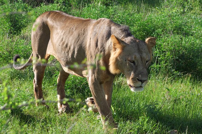 2 Days Tsavo East and Ngutuni Sanctuary starting from Mombasa. - Ngutuni Lodge Overnight: Why Staying Inside the Park Helps