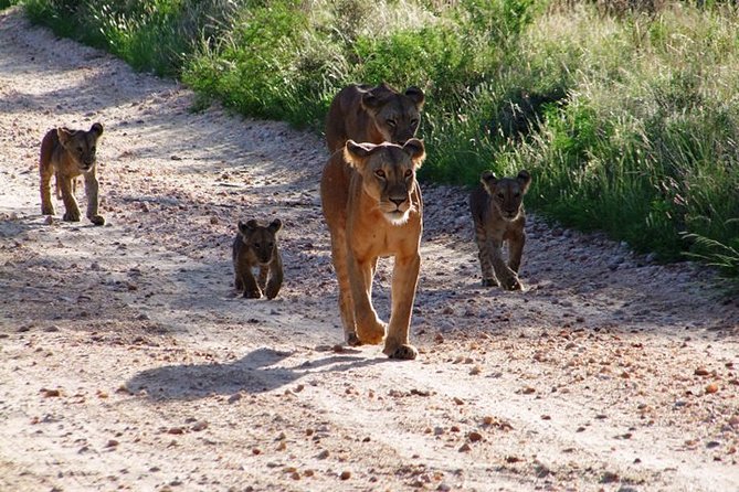 2 Days Tsavo East and Ngutuni Sanctuary starting from Mombasa. - Day 2 Dawn Drive and Mid-Morning Safari at Ngutuni Sanctuary