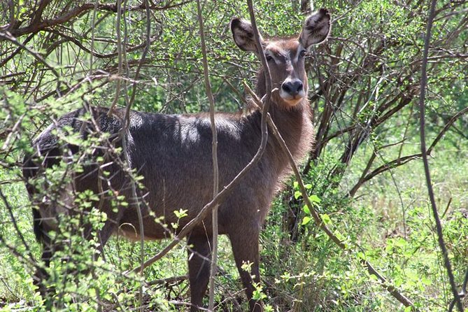 2 Days Tsavo East and Ngutuni Sanctuary starting from Mombasa. - Wildlife Expectations: What You Might See, and How to Watch Better