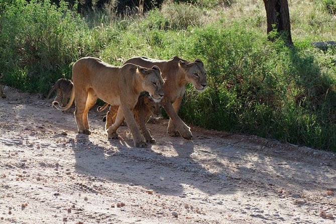 2 Days Tsavo East and Ngutuni Sanctuary starting from Mombasa. - Guides, Group Size, and What You Gain With Up to Six People