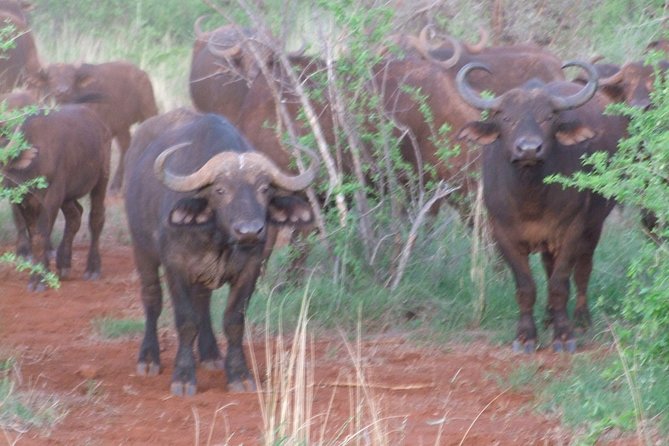 2 Days Tsavo East and Ngutuni Sanctuary starting from Mombasa. - Tsavo East Day 1: Bachuma Gate, Pre-Lunch Drive, and Afternoon Chances