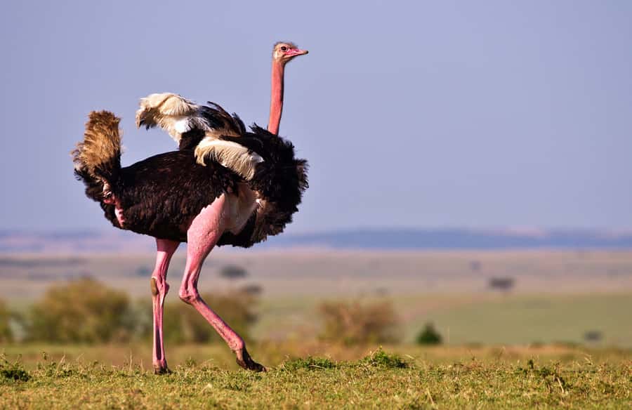 2 days Tsavo East and saltlick safari from Diani/Mombasa - Taita Hills Wildlife Sanctuary: lunch, rest, then search until sunset