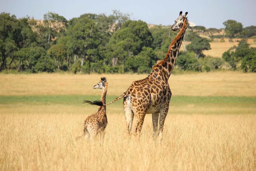 2 days Tsavo East and saltlick safari from Diani/Mombasa - A full morning in Taita Hills, then back to the coast