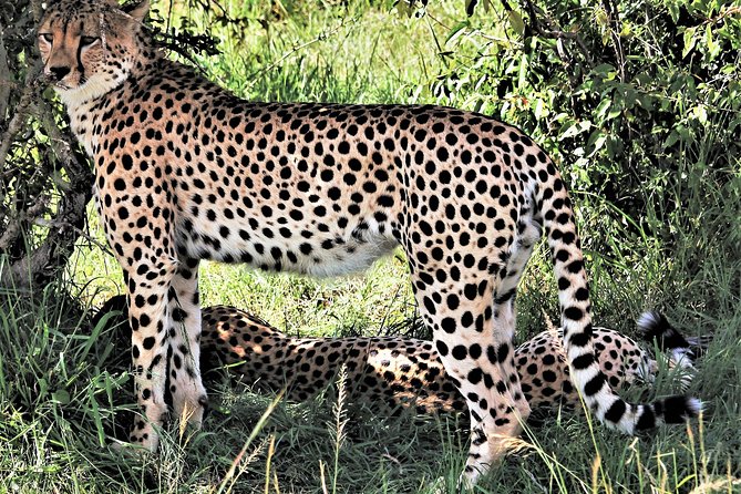2 Days Tsavo East National Park Tour From Mombasa/Diani (1 Night) - Key Reasons This Tsavo East Safari Works