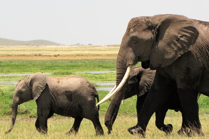 2 Days Tsavo East National Park Tour From Mombasa/Diani (1 Night) - Day One Game Drive: Entering the Park and Starting Strong