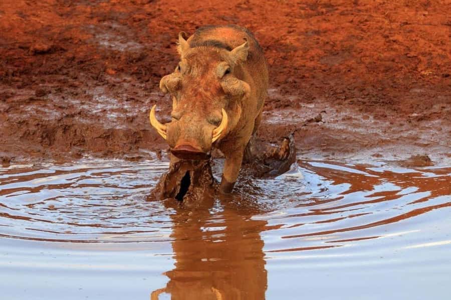 2-Days Wildlife Safari to Tsavo East & Tsavo West Park - Getting picked up around Mombasa, then into safari mode fast