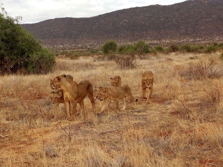 2-Days Wildlife Safari to Tsavo East & Tsavo West Park - Sunset, dinner, and the overnight reality in Tsavo