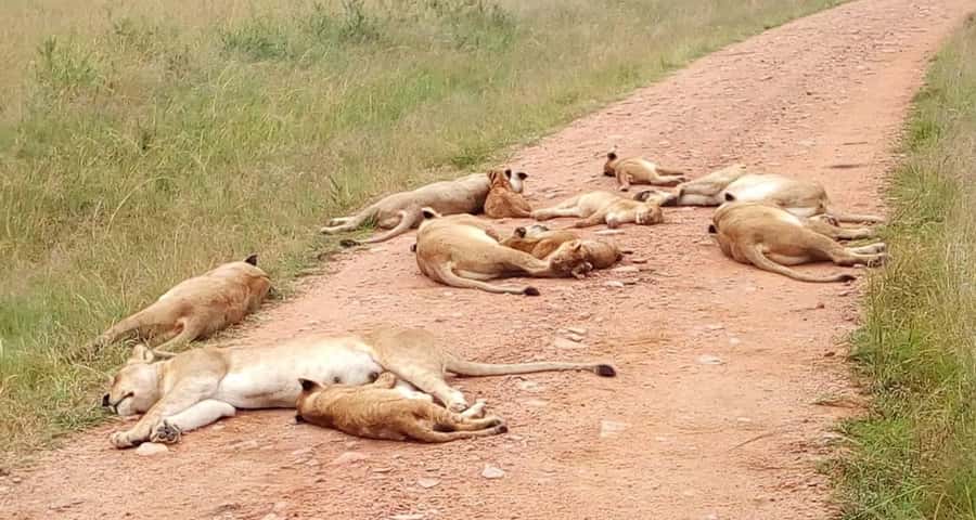 2-Days Wildlife Safari to Tsavo East & Tsavo West Park - Wildlife you can aim for, and the smartest way to read the road