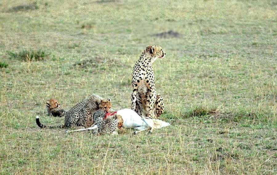 2-Days Wildlife Safari to Tsavo East & Tsavo West Park - Price and value: why $438 makes sense, and what can change the total