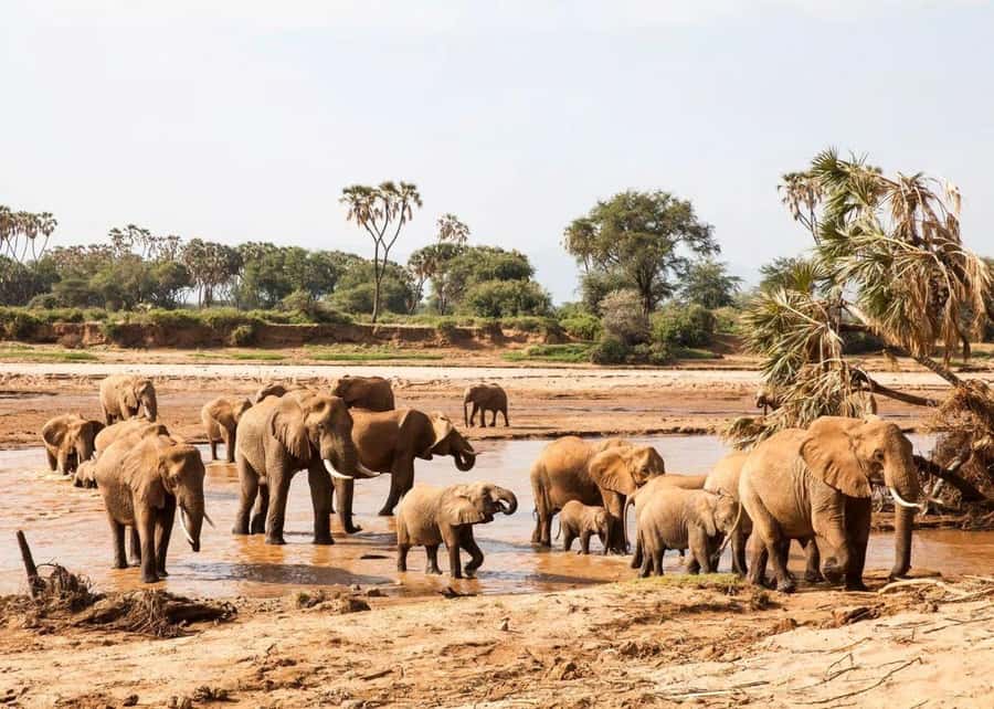 2-Days Wildlife Safari to Tsavo East & Tsavo West Park - Who this safari suits best