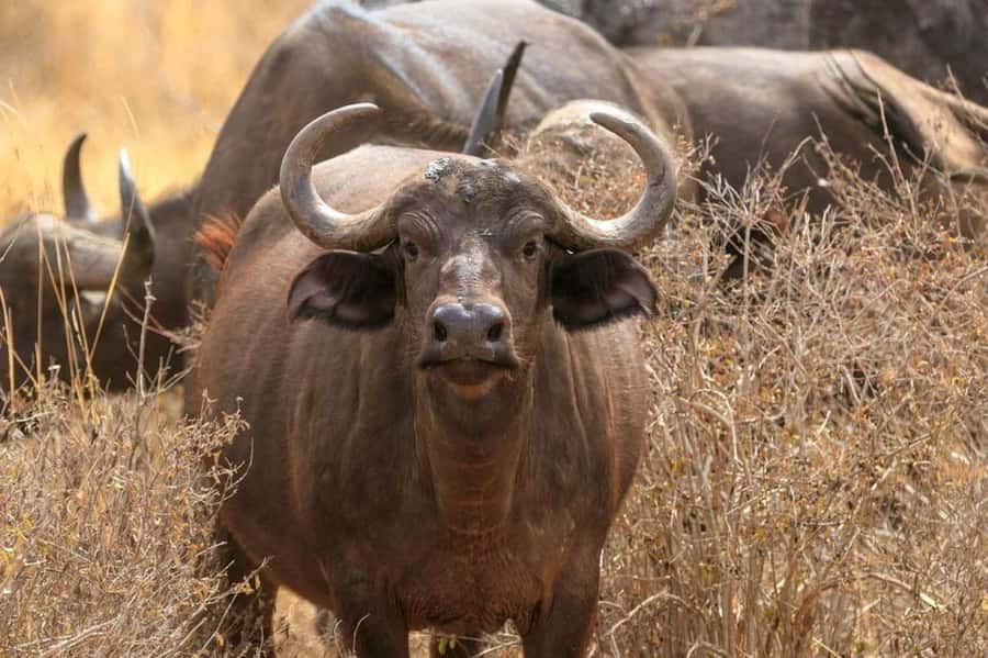 2-Days Wildlife Safari to Tsavo East & Tsavo West Park - Day 1: Aruba Dam and Kendari Swamp, then Tsavo West rhino country