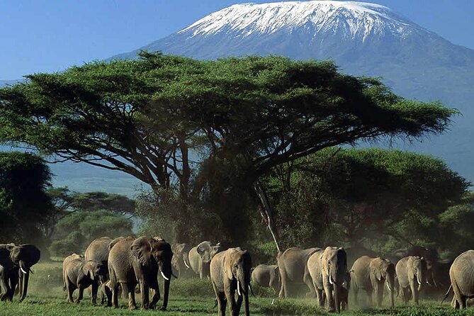 2 Nights 3 Days Amboseli National Park With 4<em>4 Vehicle – Key Highlights That Make This Amboseli Safari Worth Your Time’ /></p>
<ul>
<li><strong>Kilimanjaro views while you hunt for animals</strong>: the park’s signature backdrop is part of the experience, not an afterthought.</li>
<li><strong>4×4 transportation</strong>: better access and comfort for off-road conditions in the park.</li>
<li><strong>Two full wildlife blocks</strong>: one evening drive on day 1, then a full day game drive on day 2.</li>
<li><strong>Pro guide with practical animal spotting</strong>: expect clear explanations tied to what is moving right now.</li>
<li><strong>Camp comfort between drives</strong>: dinner and overnight after game time so you can actually recharge.</li>
<li><strong>Included basics that remove friction</strong>: entrance fees, meals (breakfast, lunch, dinner), bottled water, and pickup and drop-off.</li>
</ul>
<h2 id="amboseli-from-nairobi-what-you-really-get-for-2-nights">Amboseli From Nairobi: What You Really Get for 2 Nights</h2>
<p><img width="669" height="446" decoding="async" src=