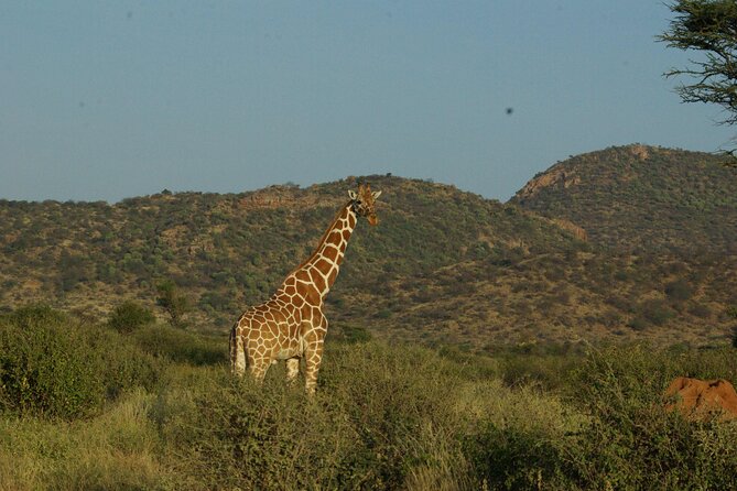 2 nights 3 days Masai Mara safari package - The Guide Factor: Why Nicholas-Style Driving Changes the Whole Trip