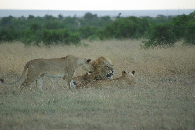 2 nights 3 days Masai Mara safari package - Price and Value: What $870.39 Really Buys You