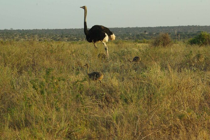 2 nights 3 days Masai Mara safari package - What to Pack for a Mara Safari That Runs Long