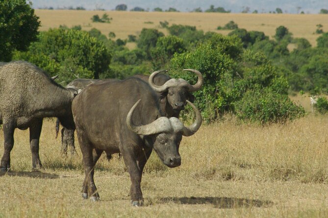 2 nights 3 days Masai Mara safari package - Is This Safari Right for Your Style?