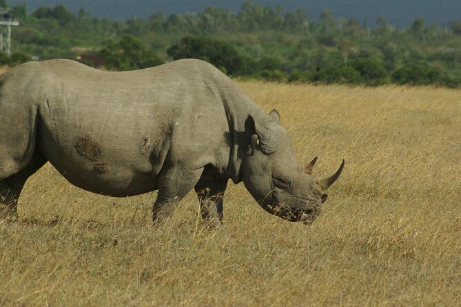 2 nights 3 days Masai Mara safari package - Should You Book This 2-Night Masai Mara Safari Package?