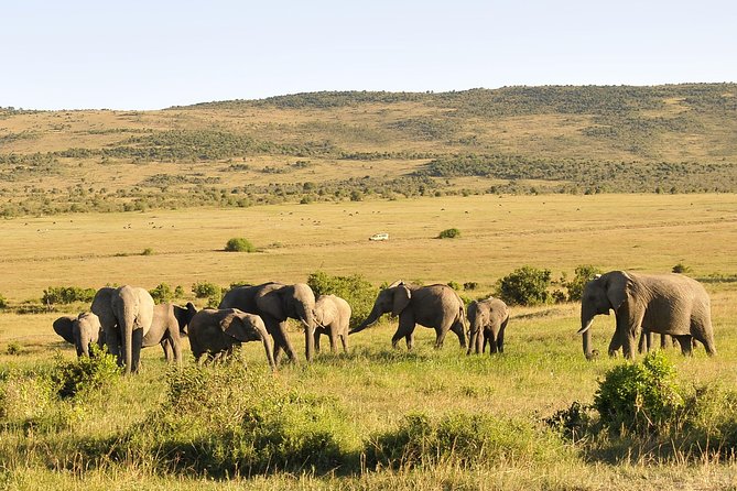 3 Day 2 Nights Maasai Mara Safari - Key highlights you will actually feel