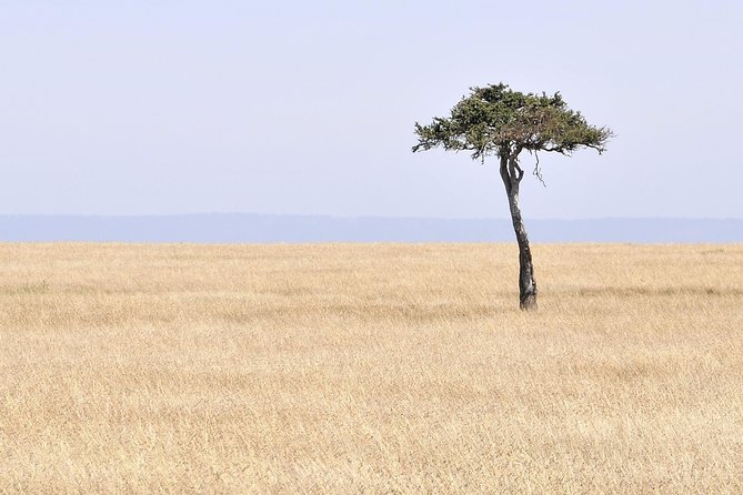 3 Day 2 Nights Maasai Mara Safari - Why Maasai Mara is the place you picture when you think Kenya wildlife