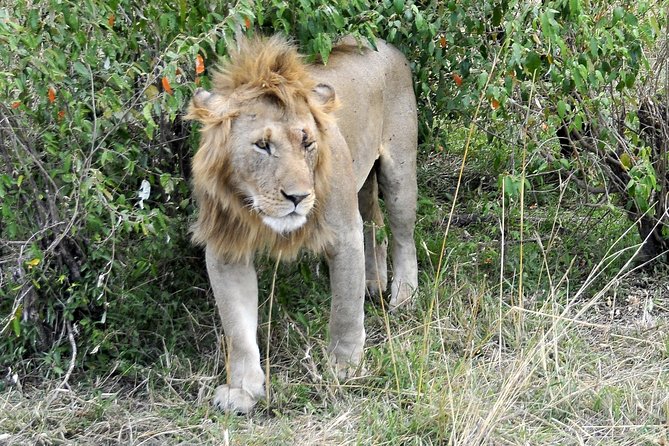 3 Day 2 Nights Maasai Mara Safari - Day 2 full day: early morning predators, Mara River, and packed-lunch practicality