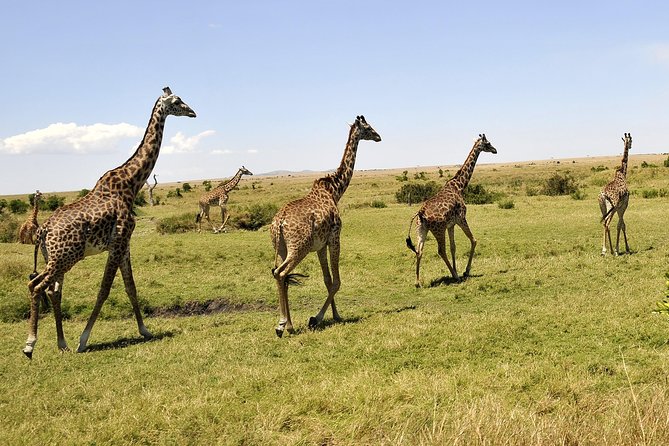 3 Day 2 Nights Maasai Mara Safari - Day 3 Maasai village time and the drive back to Nairobi