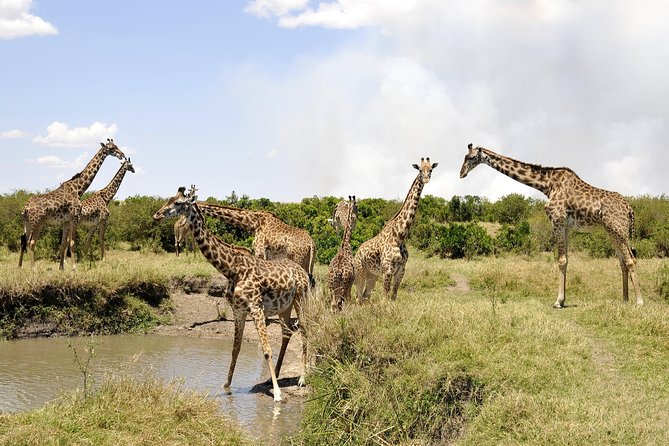 3 Day 2 Nights Maasai Mara Safari - The guide makes or breaks a safari, and here that is the strong point