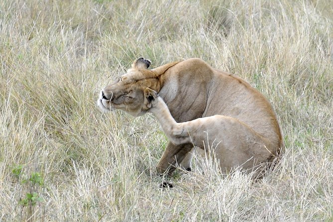 3 Day 2 Nights Maasai Mara Safari - Value and price: is $390 per person a good deal here?