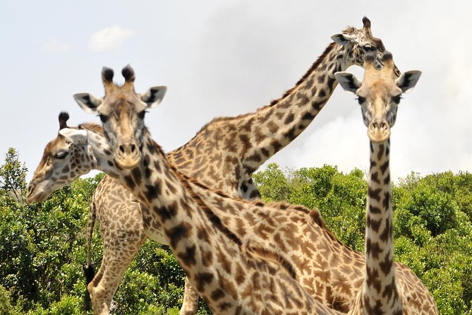 3 Day 2 Nights Maasai Mara Safari - Small-group safari days: why max 7 travelers is more than a number