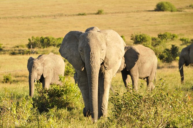 3 Day 2 Nights Maasai Mara Safari - From Nairobi pickup to Rift Valley roads: what to expect before the safari starts