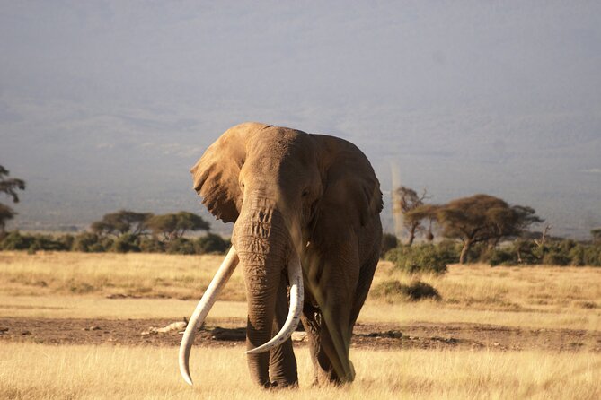 3-Day Amboseli National Reserve Safari from Nairobi - Nairobi to Amboseli: The 7:30am Start That Sets the Tone