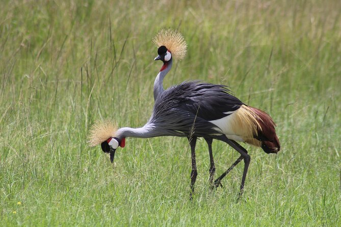 3-Day Amboseli National Reserve Safari from Nairobi - Day 1 Game Drive: Elephants, Lions, and the Kilimanjaro Frame