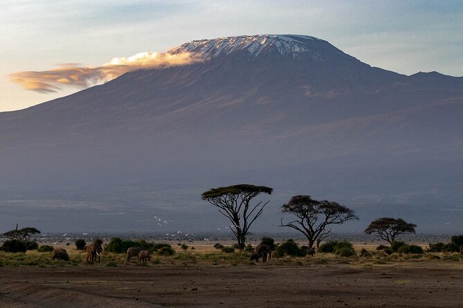 3-Day Amboseli Safari from Nairobi - Day 3: sunrise at 6:30, breakfast, then drop off where you need to be
