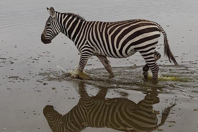 3-Day Amboseli Safari from Nairobi - Should you book this 3-Day Amboseli Safari from Nairobi?
