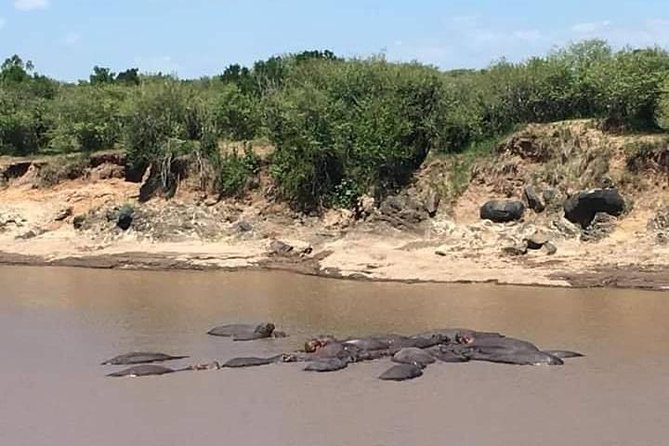 3-DAY Best Maasai Mara Safari (POPULAR) - Value check: is $200 a good deal for this safari?