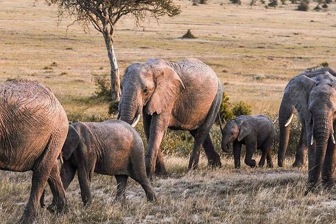 3-DAY Best Maasai Mara Safari (POPULAR) - Food, cleanliness, and camp stay quality: the stuff that makes or breaks safari